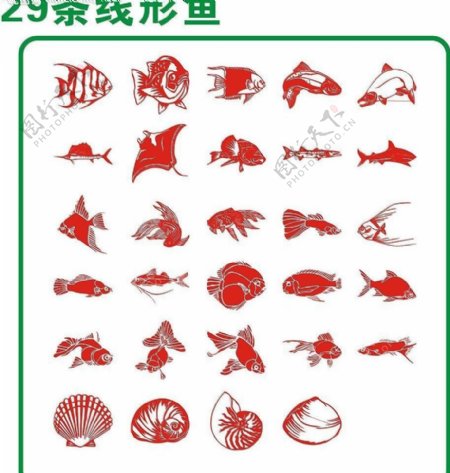 29条线形鱼图片