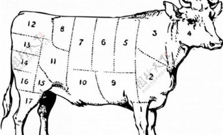 牛的肉部分矢量图