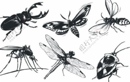 6种常见的精致的黑色和白色昆虫矢量素材