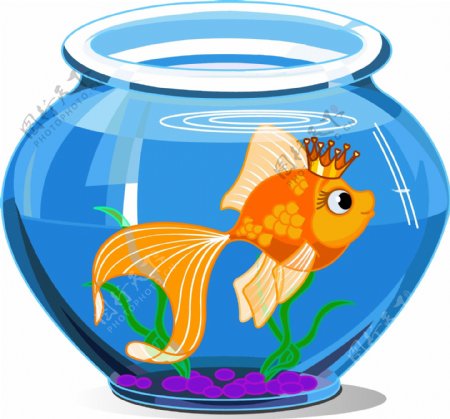 玻璃缸里的金鱼
