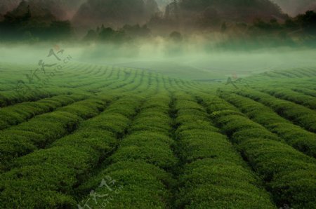 绿色茶海风景图片