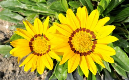 位图植物花朵写实花卉向日葵免费素材