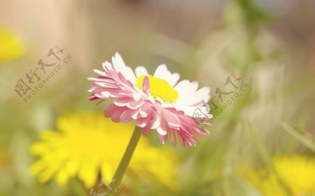 位图植物图案写实花卉花朵野花免费素材