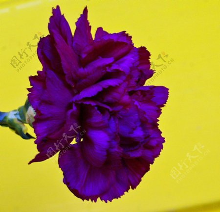 位图植物摄影写实花卉花朵康乃馨免费素材