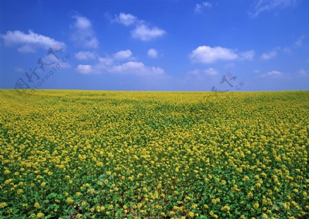 油菜花高清图片