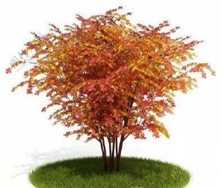 国外精品植物树木灌木3D模型35套5