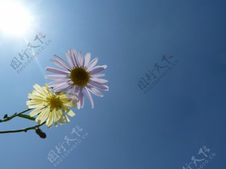 花与阳光