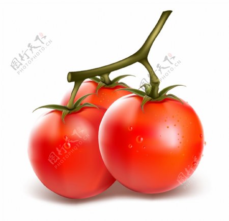 西红柿和茄子的写实风格矢量素材