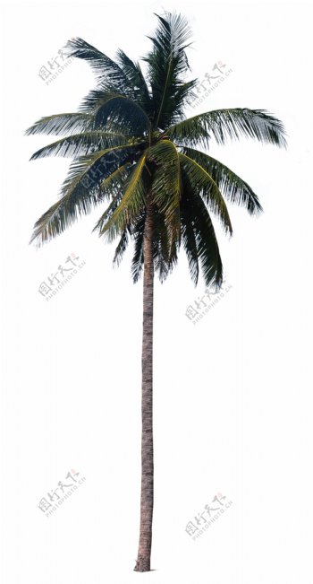 棕榈椰树021030植物素材