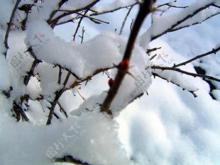 冬季雪花树枝