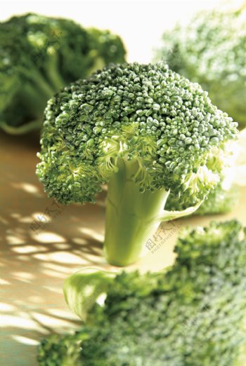 全球首席大百科什锦蔬菜新鲜健康农产品营养