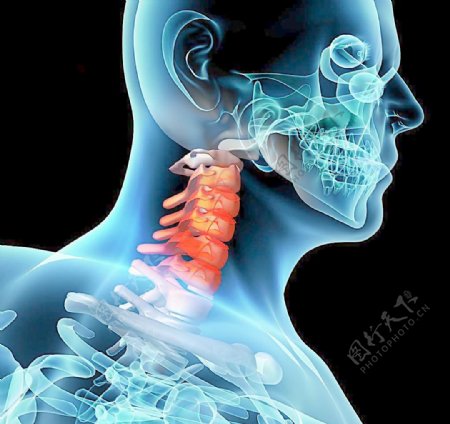 颈椎肌肉骨骼结构图片