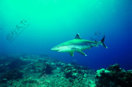 海洋大海碧海海洋生物鲸鱼鲨鱼海豚广告素材大辞典