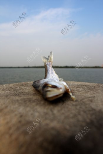 湖城市死鱼中的元素湖城市死鱼环保环境问题水泥图片