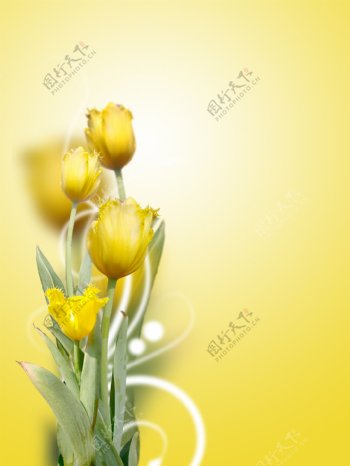 美丽的黄色郁金香背景