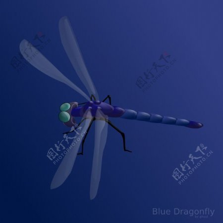 蓝蜻蜓剪贴画