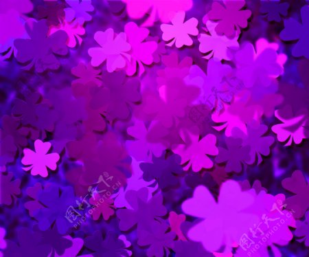 紫三叶草的纹理背景