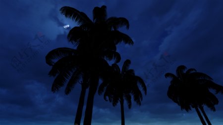 棕榈树在月光下