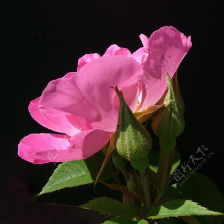 位图植物摄影写实花卉花朵月季免费素材