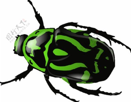绿色甲虫剪贴画