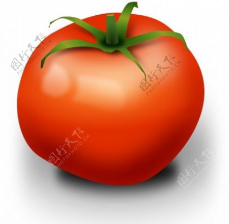 番茄矢量图像