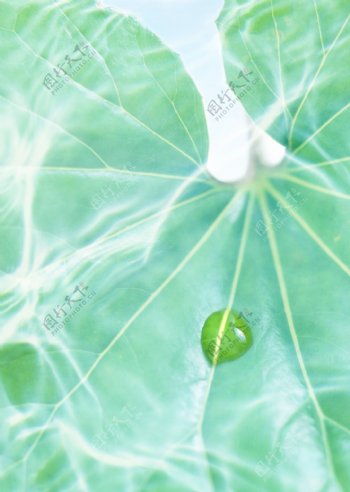 叶子阳光水滴图片