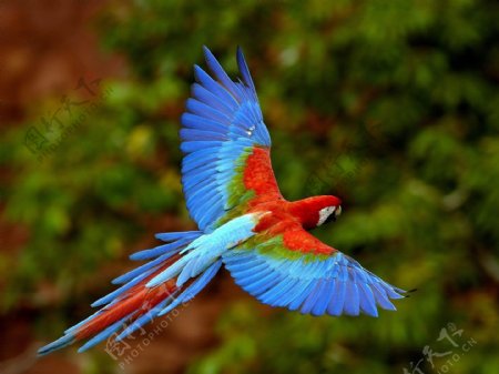 位图动物鸟类宝石蓝色红色免费素材