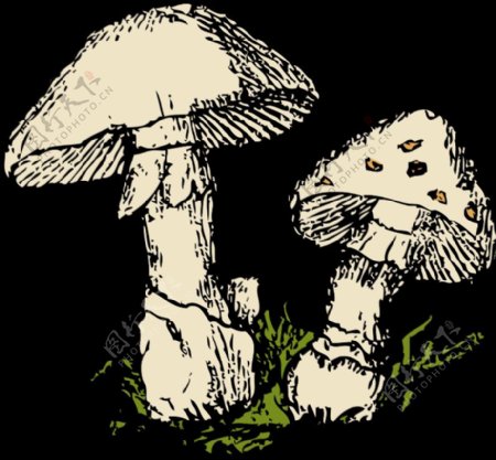 两个蘑菇