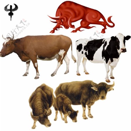 牛动物图片素材PSD分层文件