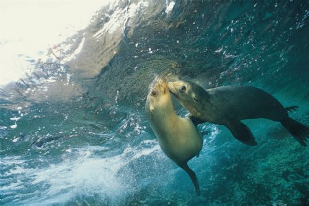 海洋海豹图片摄影图JPG