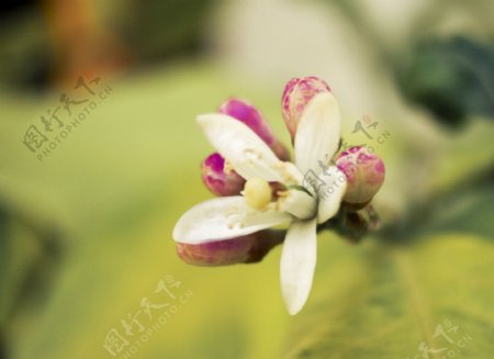 位图写实花卉植物花朵猫爪花免费素材