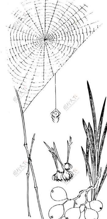 植物蜘蛛网古代人物