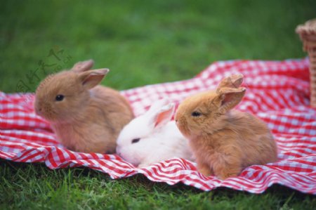 动物兔子小兔小兔图片小兔