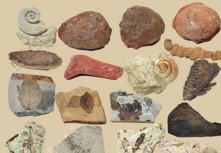 17种古化石psd源文件