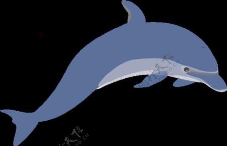 海豚的剪辑艺术