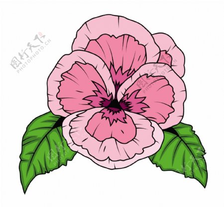 旧货粉红色罂粟花