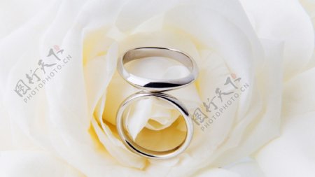 唯美白色玫瑰中的戒指