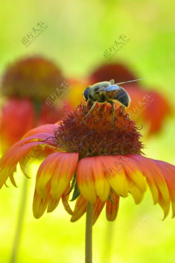 蜜蜂和花朵图片