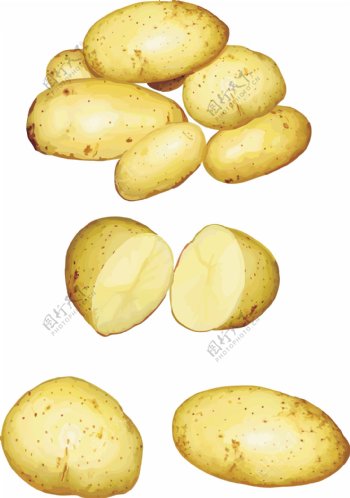 写实风格土豆