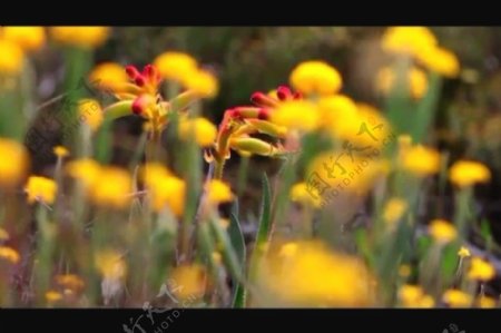 花朵视频素材