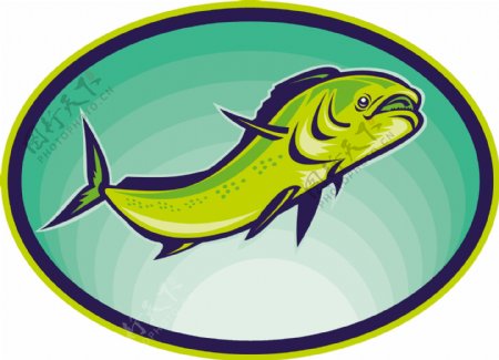 海豚鱼鳅