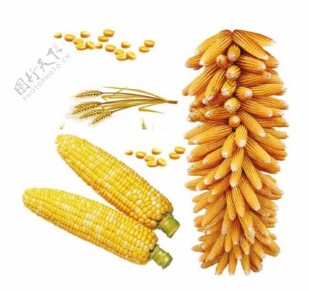 玉米小麦高清设计图片素材