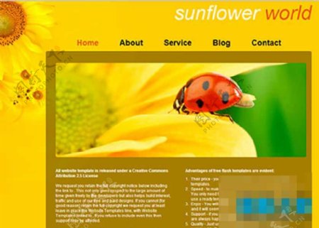 黄色太阳花简洁的CSS模板