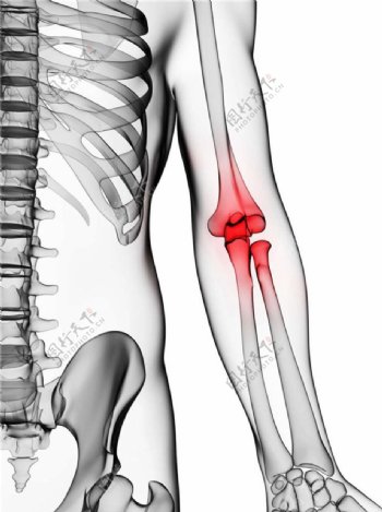 关节肘部图片