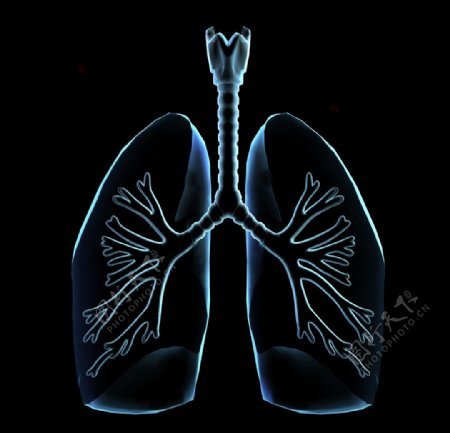 肺部透视图片
