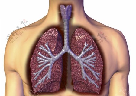肺肺呼吸图片