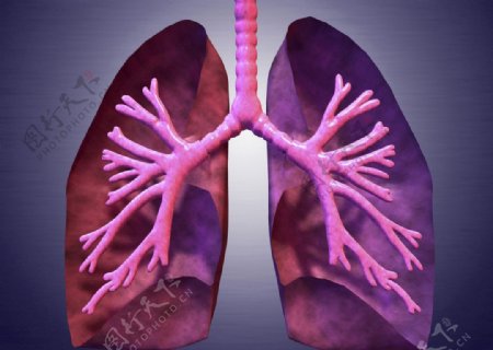 肺气管气管图片
