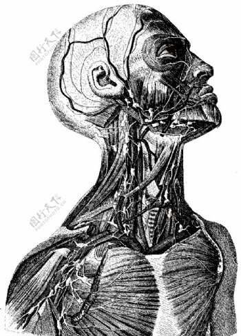 人体上半身血管神经网图片
