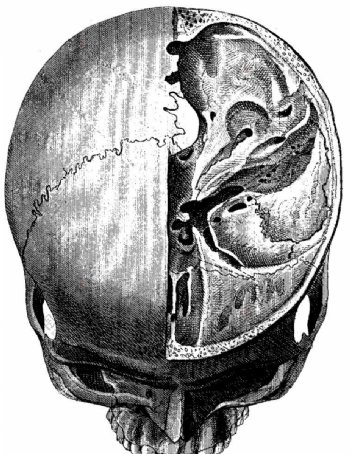 头盖骨切片内部结构图片