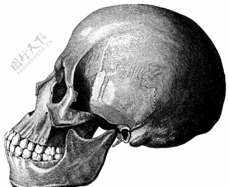 人体侧面头盖骨1图片